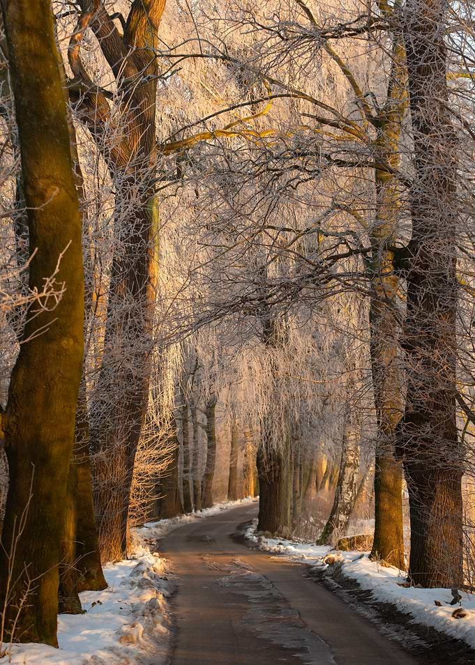 Snowy Forest Path