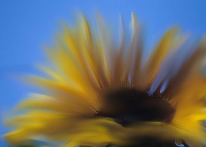 Blurred Sunflower Close-Up watercolor