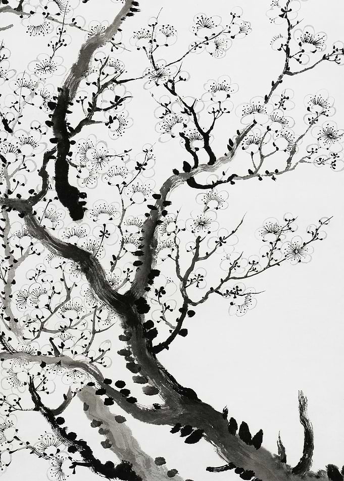 Black and White Plum Blossom