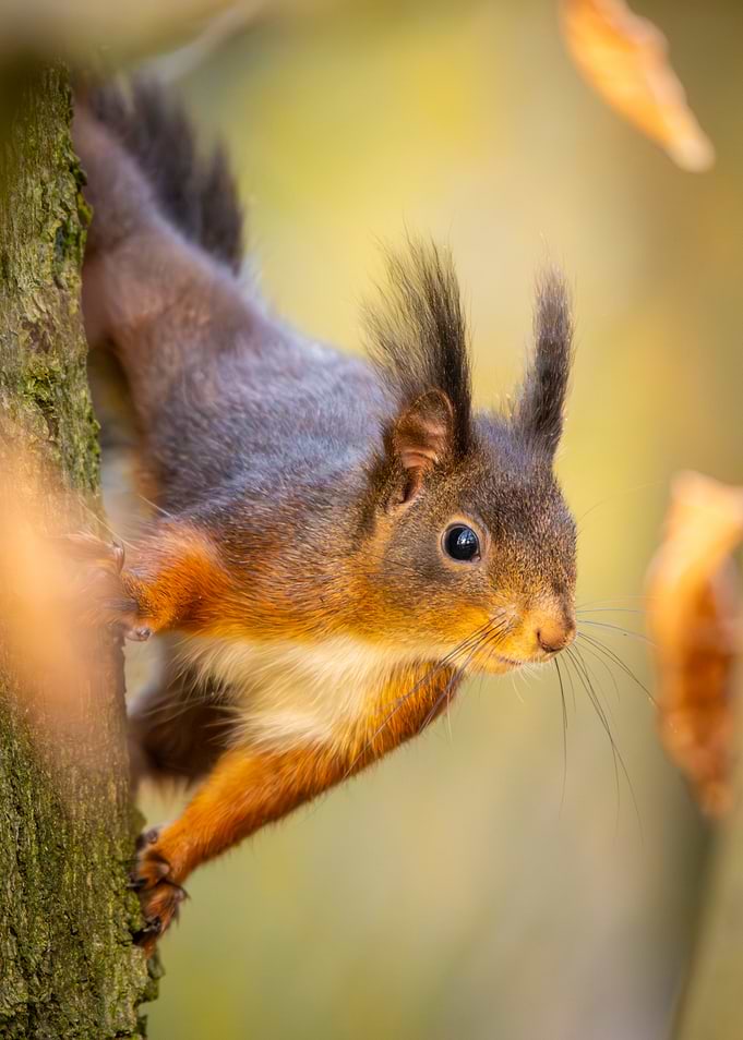Red Squirrel on Tree