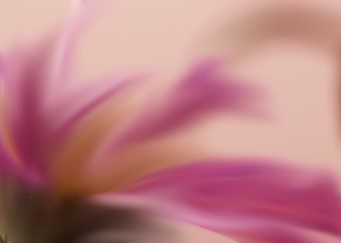 Abstract Pink Flower blurred watercolor