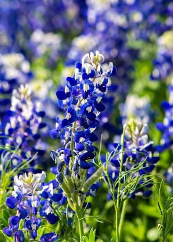 Bluebonnet Wildflowers