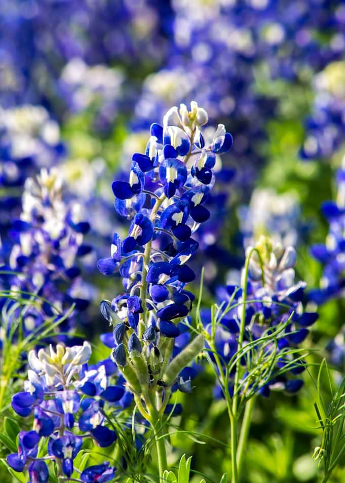 Bluebonnet Wildflowers