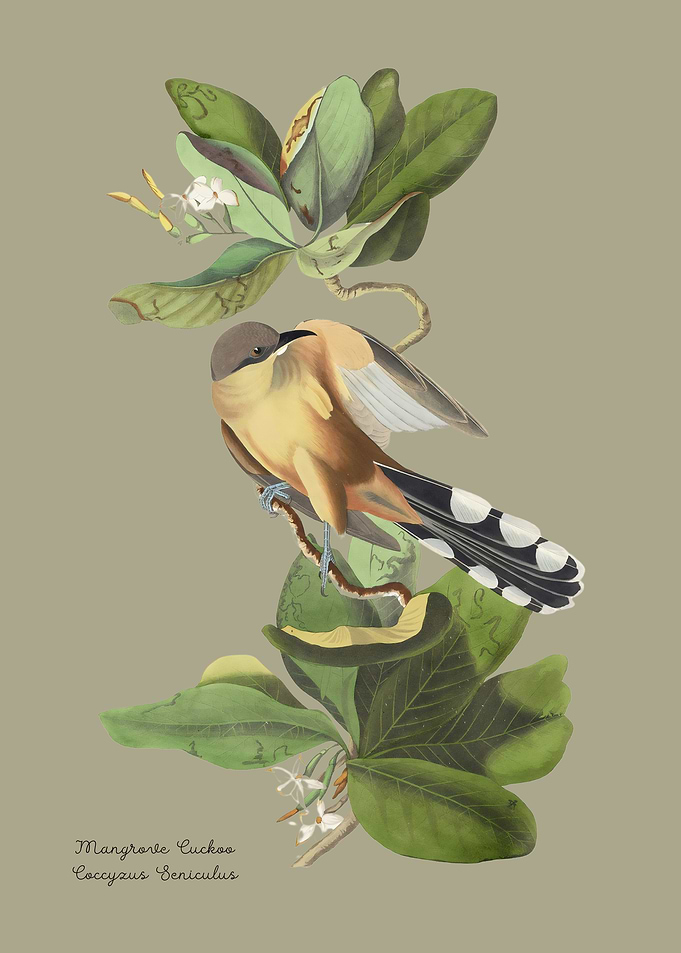 Mangrove Cuckoo