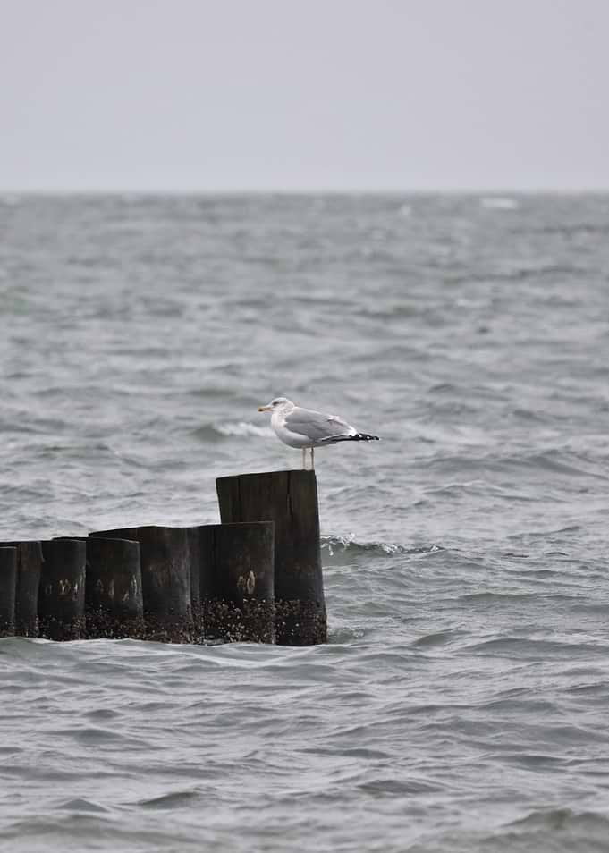 Seagull on Wooden Post