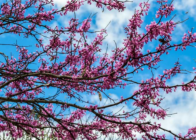Pink Blossoms Against Blue Sky