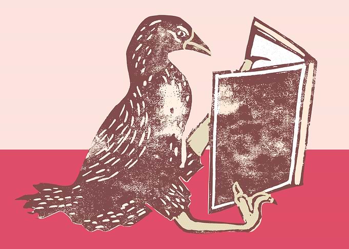 Weka NZ Bird Reading a Book