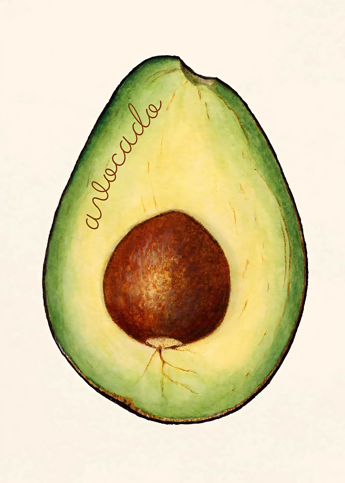 Avocado Illustration