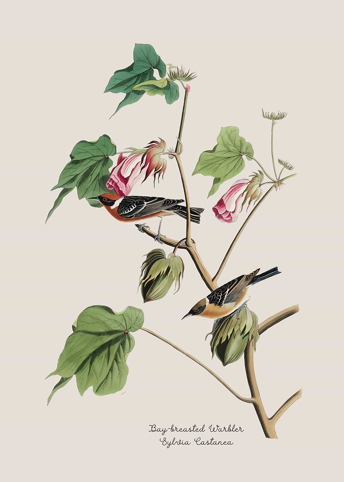 Bay-breasted Warbler