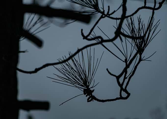 Silhouetted Pine Branch