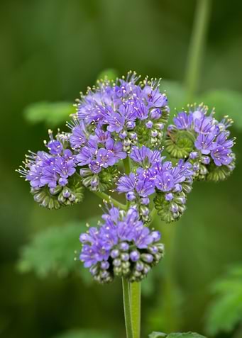Purple Flower Cluster