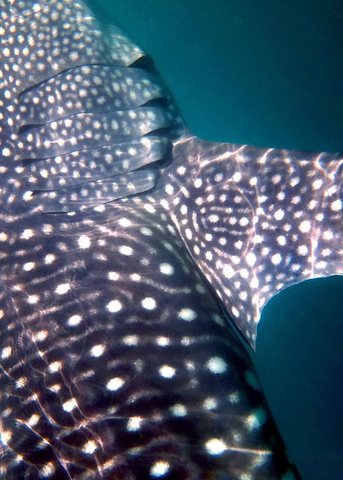 Whale Shark Skin Close-up