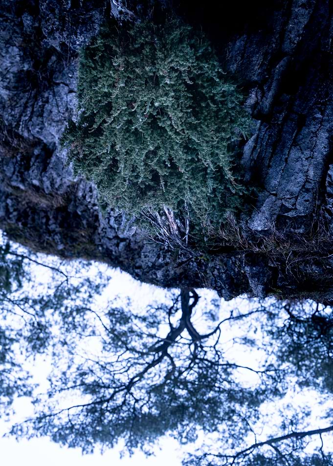 Tree Overhang