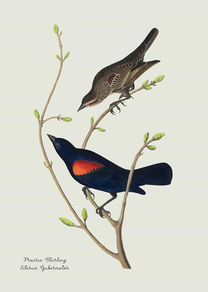 Prairie Starling