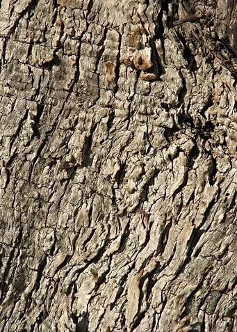 Tree Bark Texture