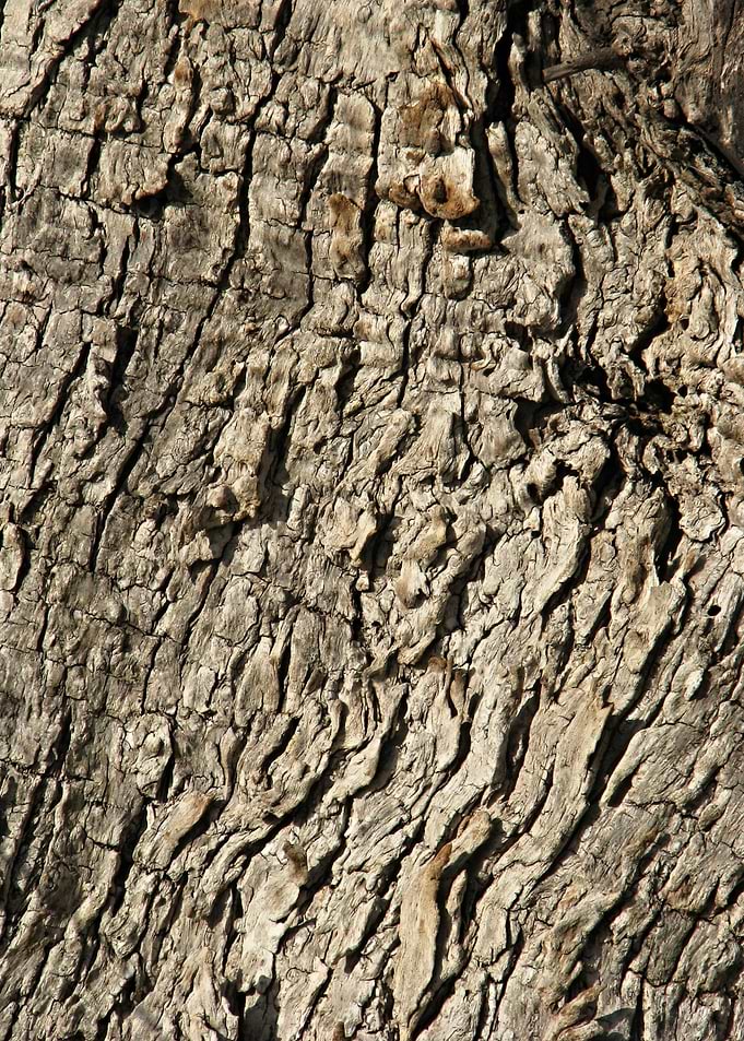 Tree Bark Texture