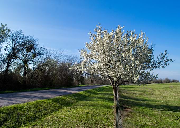 Springtime Tree in Bloom