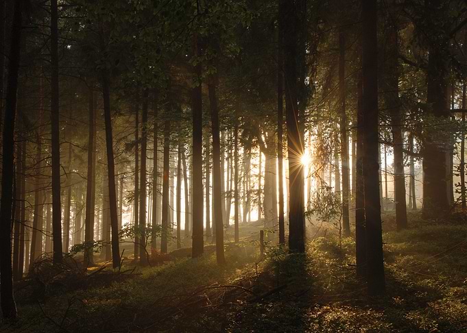 Sunlit Forest