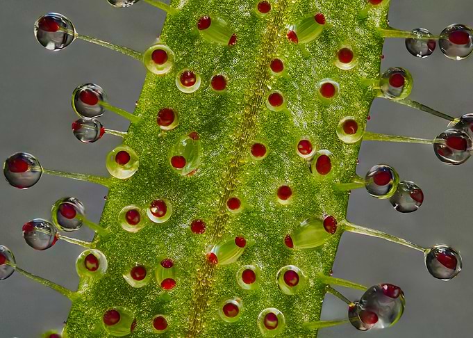 Close-up of Sundew Leaf