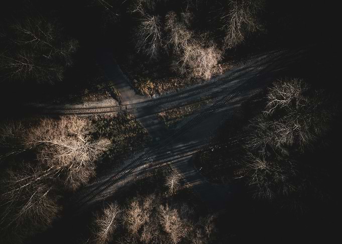 Forest Crossroads