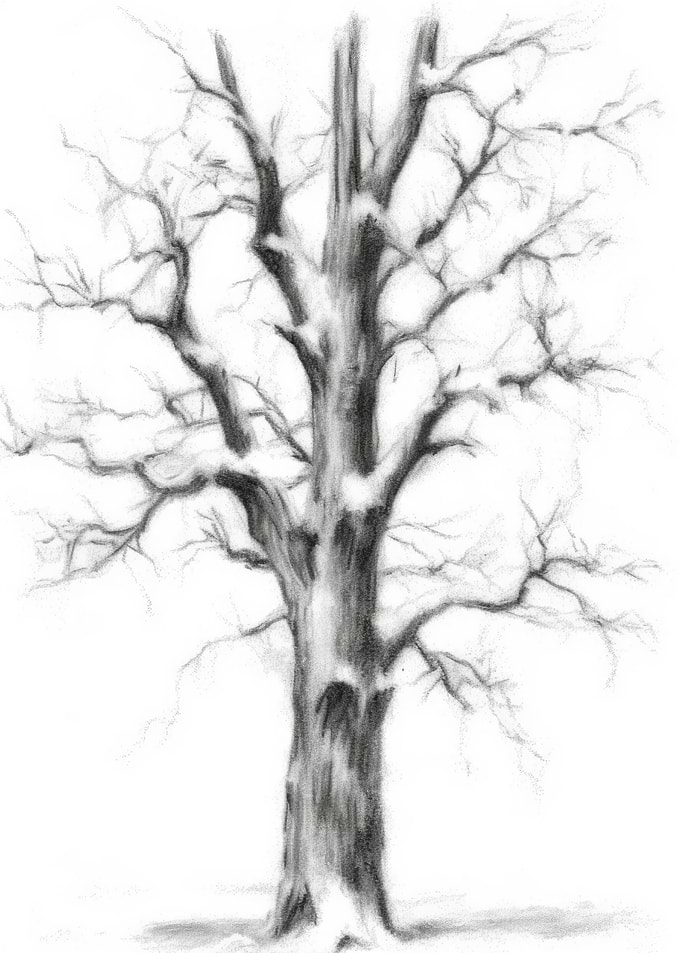 Bare Tree Pencil Drawing