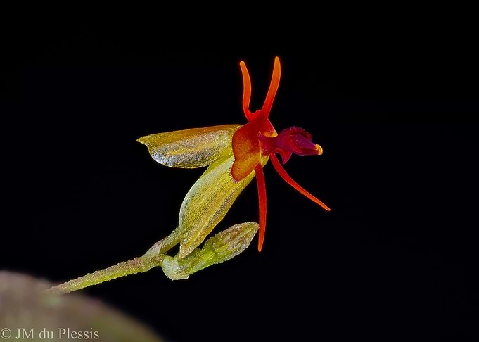 Orchid Flower Macro