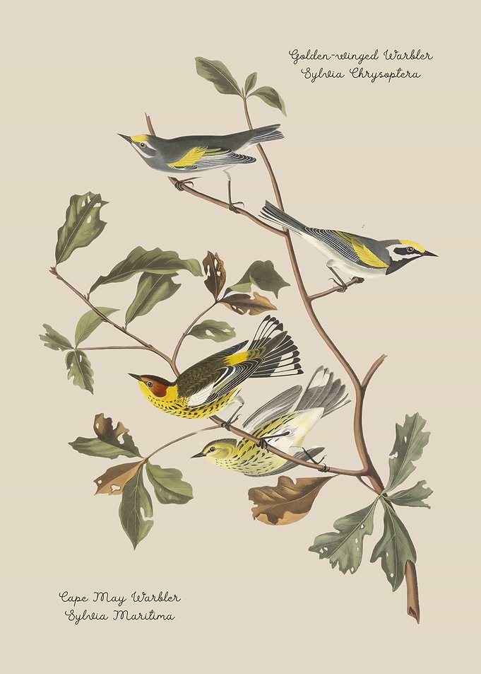 Cape May Warbler and Golden-winged Warbler