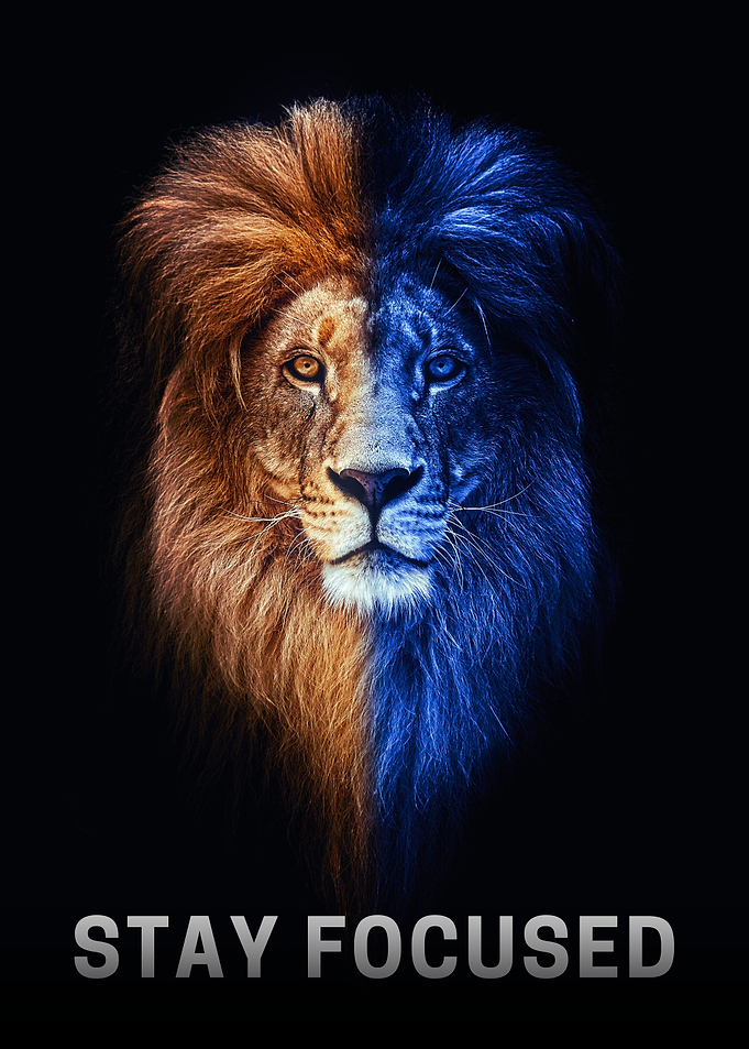Lion Focus Poster