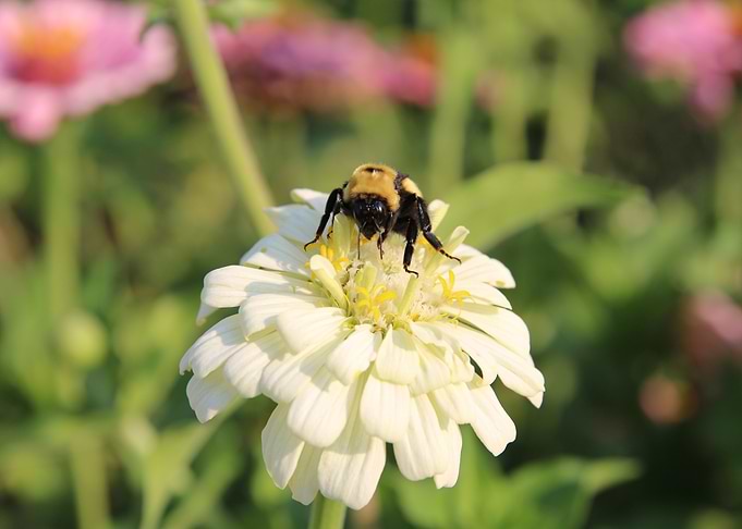 Bumblebee on Zinnia
