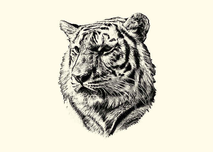 Tiger Portrait