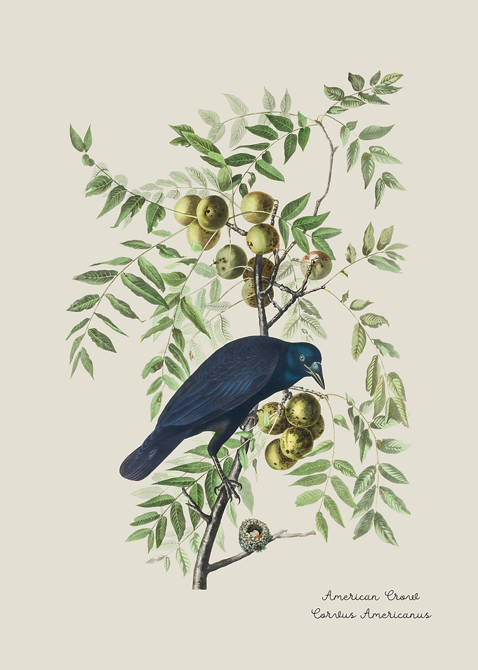 American Crow