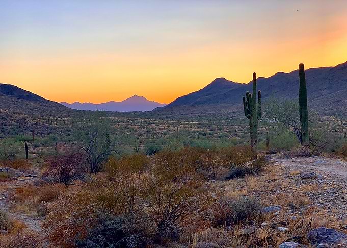 Saguaro Life