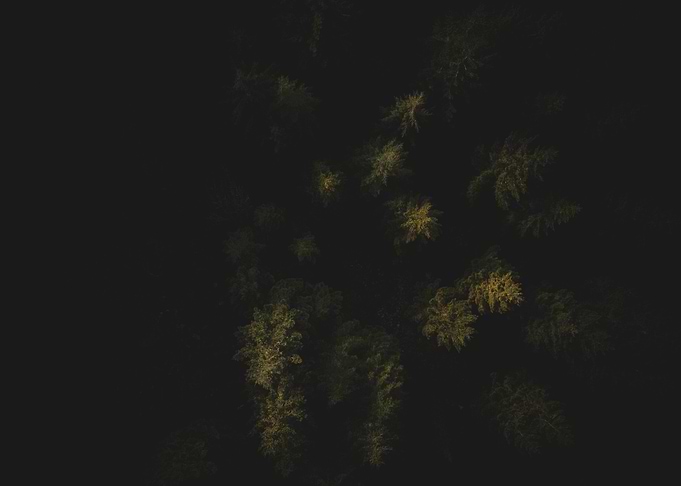 Aerial Forest View