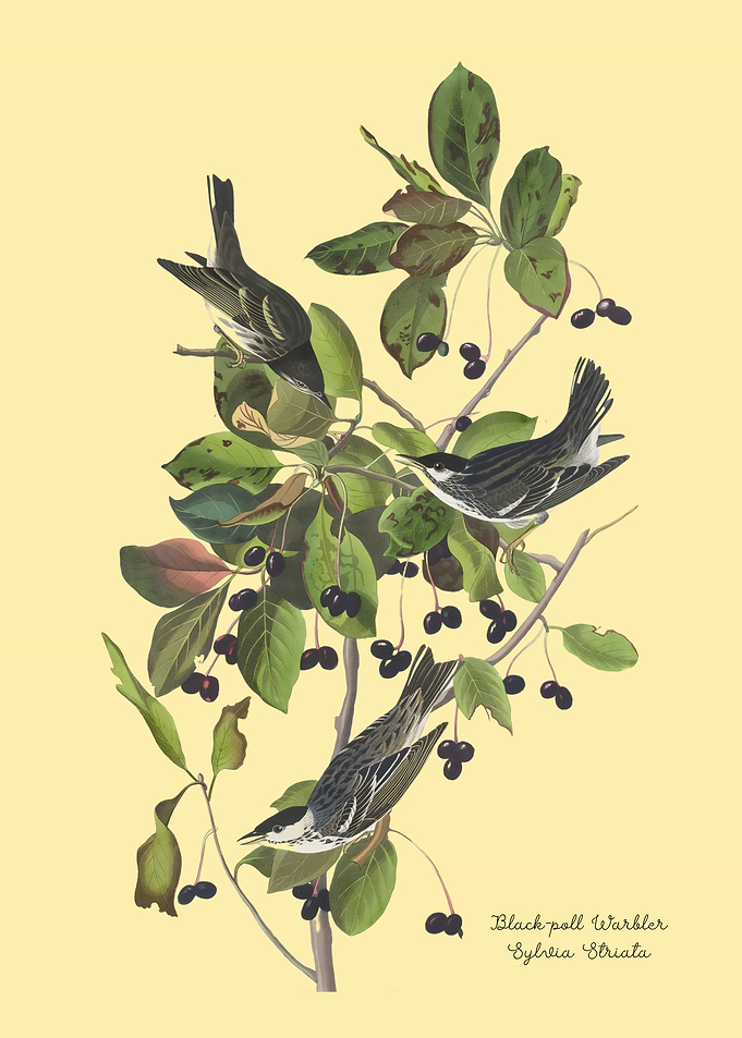 Blackpoll Warbler