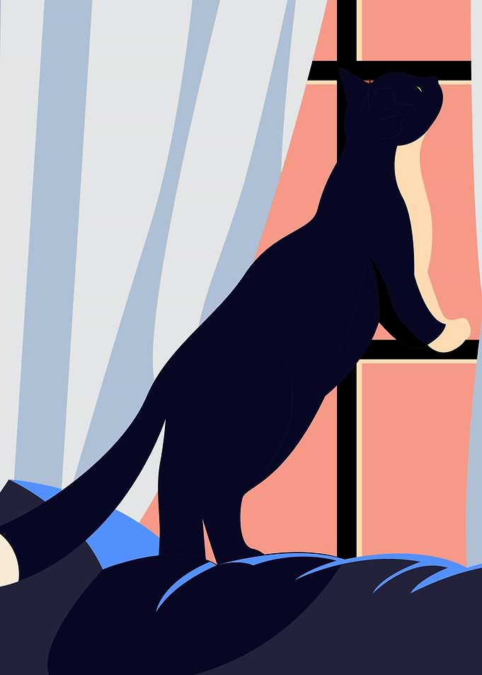 Black Cat by Window