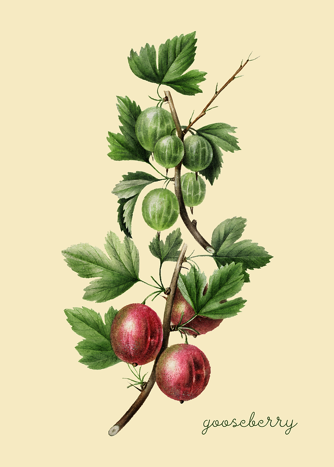 Gooseberry Illustration