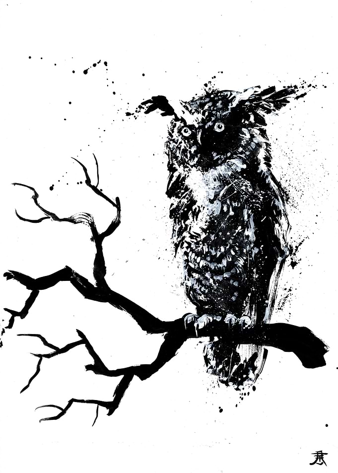 Black and White Owl