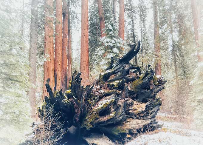 Giant Sequoia Roots