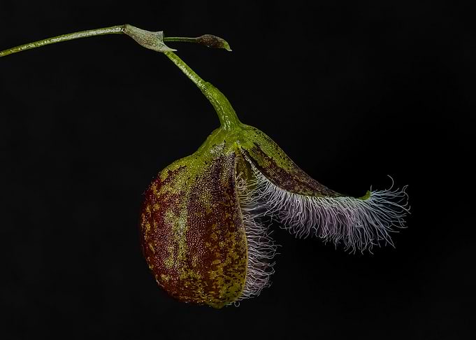 Orchid Flower