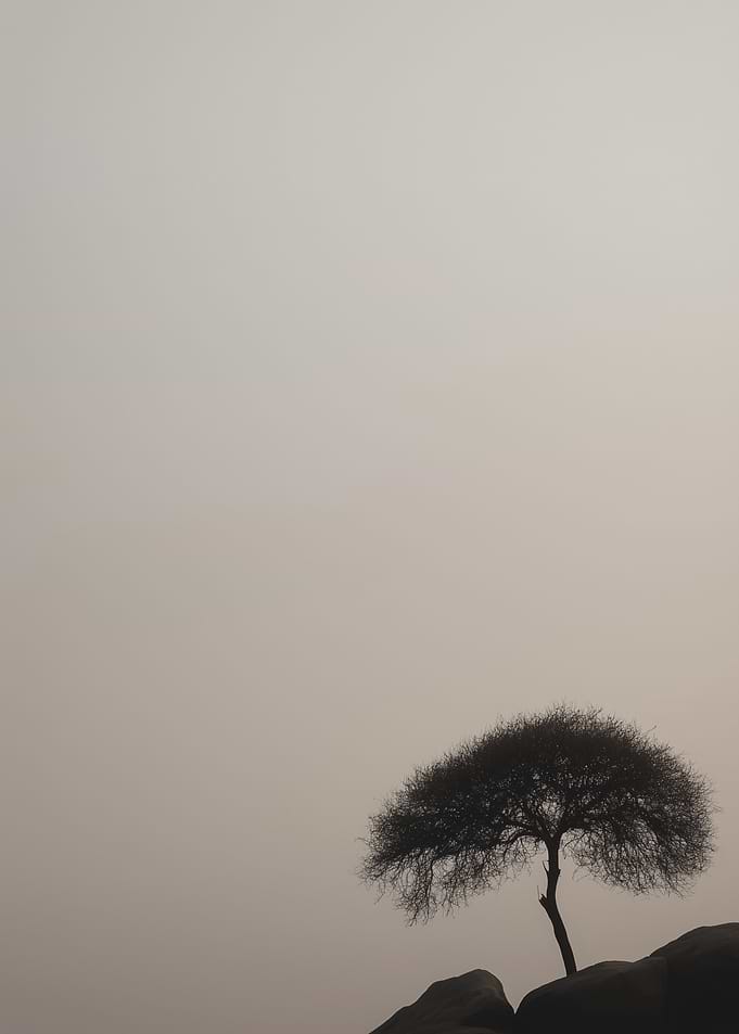 Lone Tree in Fog