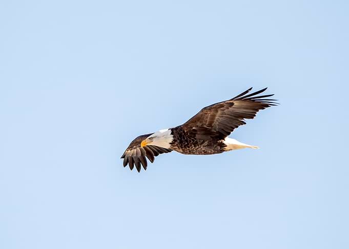Soaring Bald Eagle in Flight