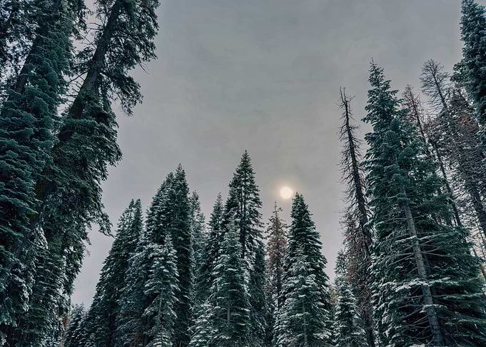 Snowy Forest Sun