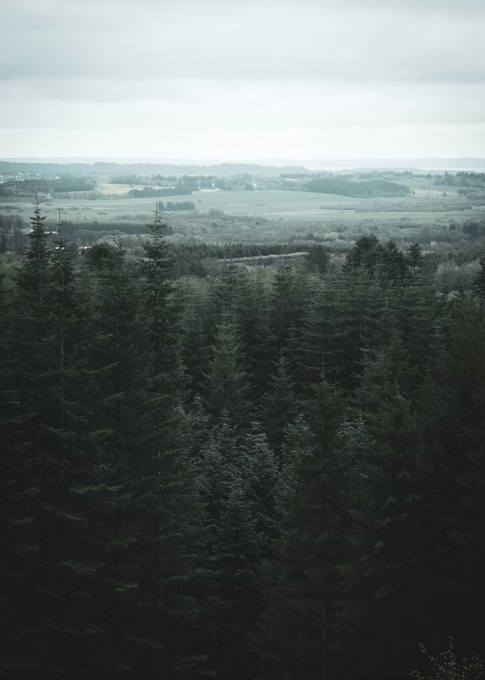 Forest Landscape