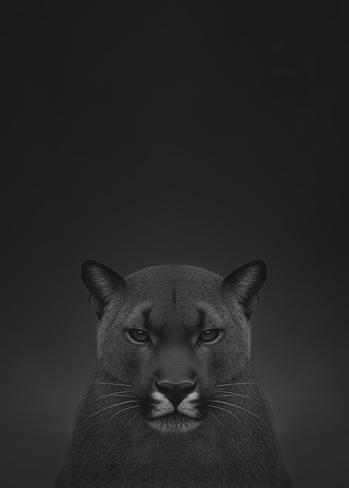 Cougar Portrait