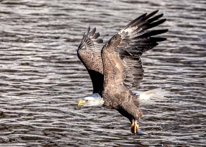 Bald Eagle Catching Fish
