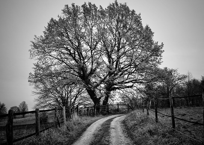 Country Road Tree