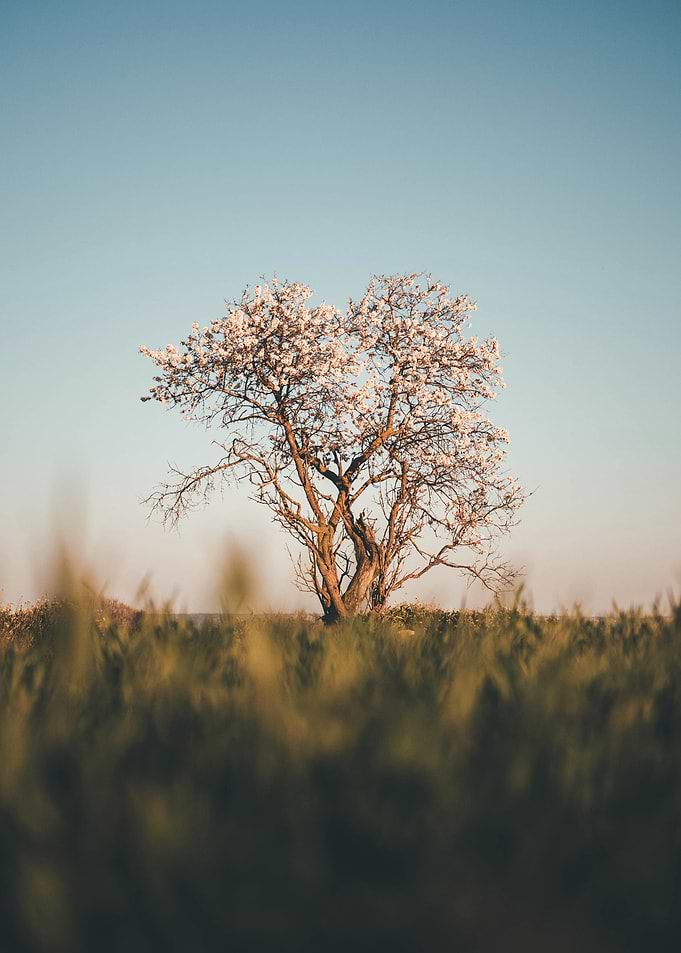 Blooming Tree in Field
