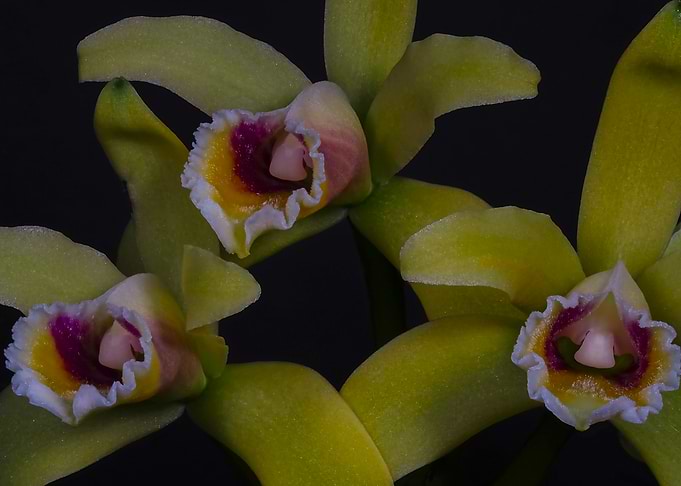 Orchid Flower