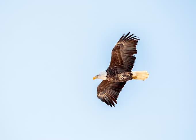 Bald eagle flying high