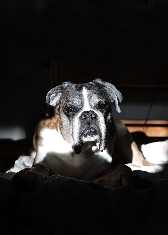 Boxer Dog in Sunlight